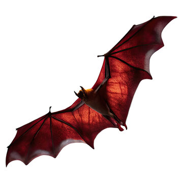 Bat in flight with wing flap motion concept. A striking red bat showcasing its detailed wings in flight.