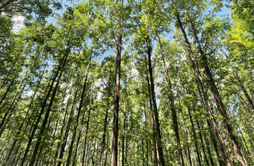 Fototapeta premium Tall Trees Reaching Toward the Sky in a Lush Forest