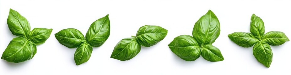 Five fresh green basil leaves arranged in a row on a white background showcasing their vibrant color and detailed texture