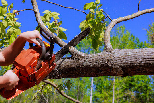 Contractor operates chainsaw to cut large failed log near storage shed among trees