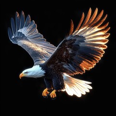 majestic bald eagle with wings fully spread soaring against black background with sunlight illuminating feathers