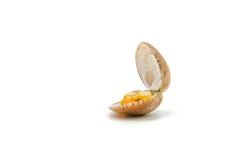 Closed up fresh baby clams. venus shell. shellfish. carpet clams. short necked clams. as raw food...
