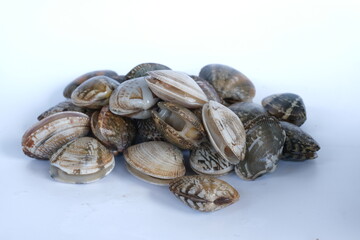 Clams on white background. Seafood.