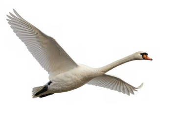 Elegant white mute swan gliding with widespread wings, floating against transparent backdrop, highlighting natural beauty and grace