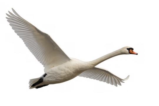 Elegant white mute swan gliding with widespread wings, floating against transparent backdrop, highlighting natural beauty and grace