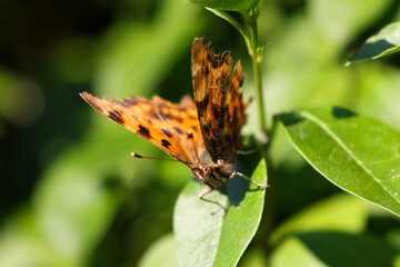 A Butterfly on Laurel leaf Henlow Bedfordshire England U.K