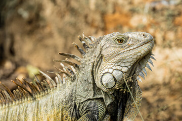 Close-up side view of a green iguana with sharp focus on its textured scales, spines, and striking eye captured in a sunlit natural environment