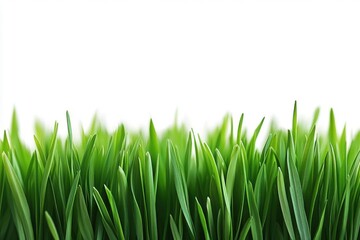 Fototapeta premium Fresh Blades of Grass Grow under the Sun with Agriculture Theme.
