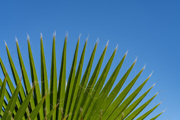 Obraz premium Washingtonia robusta, Mexican fan palm, Mexican washingtonia, or skyduster is a palm tree. Dole Plantation, Honolulu, Oahu, Hawaii.
