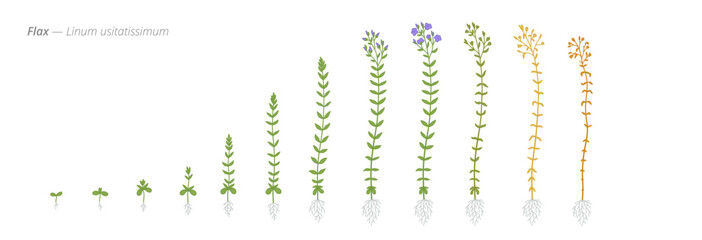 Growth stages of flax plants from seeds to blooms