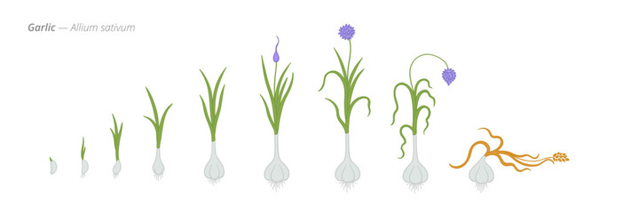 Garlic growth seed to harvest stages