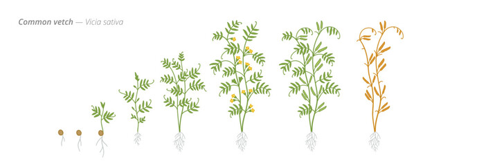 Growth stages of common vetch from seed to harvest