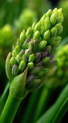 The Promise of Spring, A detailed macro photograph of a vibrant green hyacinth bud with emerging purple petals.