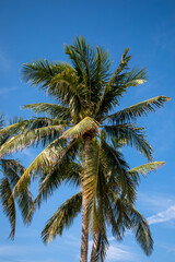 Beach with Palm Trees &ndash; Tropical Seaside Landscape