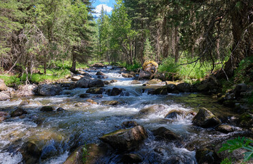 Obraz premium Altai mountain river Verkhniy Kulash. On the river banks there is siberian larch taiga forest.
