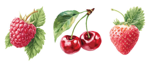 Cherry, raspberry and strawberry watercolor illustration isolated