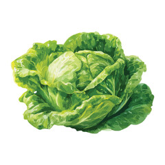 Fototapeta premium Cabbage isolated on white background