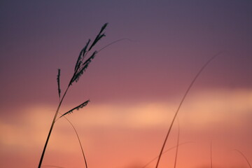Naklejka premium Mid Summer Scenery 