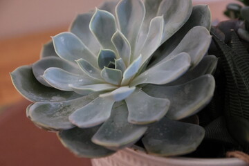 Natural textures and vibrant green hues showcased through a minimalist succulent plant arrangement....