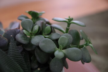 Natural textures and vibrant green hues showcased through a minimalist succulent plant arrangement. Soft lighting and botanical details evoke calm, growth, and earthy design elements. Suitable for wel