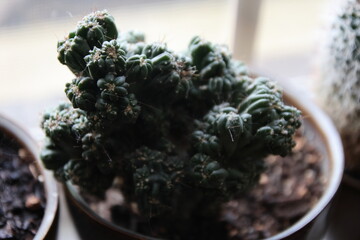 Natural textures and vibrant green hues showcased through a minimalist succulent plant arrangement. Soft lighting and botanical details evoke calm, growth, and earthy design elements. Suitable for wel