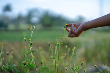 A hand holding a cluster of yellow dandelion flowers, photographed from above in high resolution.