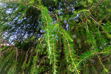 Close-up of green coniferous tree branches with long needle-like leaves, hanging gracefully in a...