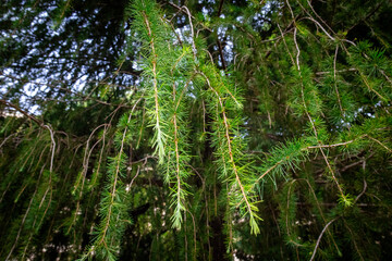 Close-up of green coniferous tree branches with long needle-like leaves, hanging gracefully in a...