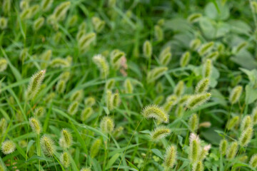 Close-up of green, fuzzy foxtail grass (Setaria species) with spiky seed heads amidst vibrant green blades, showcasing natural textures.