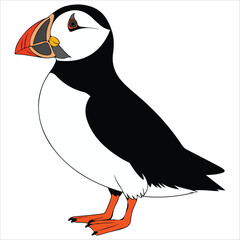 Atlantic puffin bird profile vector white background