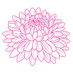 Elegant pink dahlia flower outline isolated on white background, delicate floral design element.