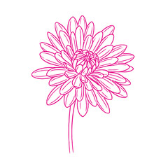 Elegant pink line art drawing of a chrysanthemum flower on a white background