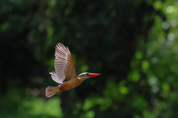 The stork-billed kingfisher flying in the forest.