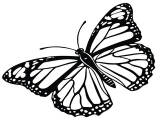 butterfly on white background