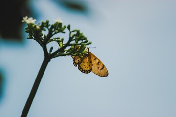 Butterfly feeding on blooming plant natural environment close-up photography outdoor view nature's beauty