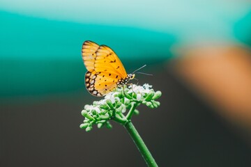 Butterfly perched on flower lush garden nature photography vibrant colors close-up wildlife observation