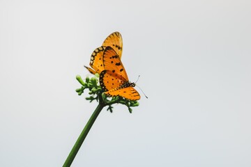 Butterfly feeding on flower nature scene close-up photography bright environment vibrant colors