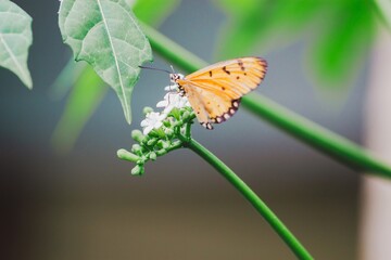 Butterfly feeding on flower garden nature photography outdoor close-up beauty of nature