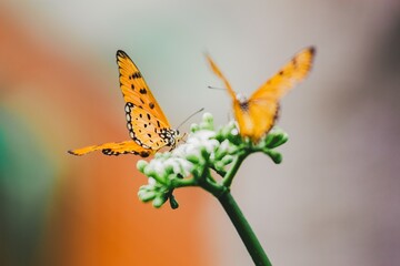 Butterflies fluttering in nature's garden close-up photography vibrant colors serene environment