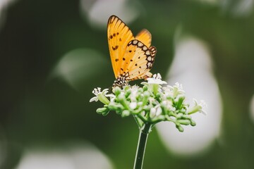 Butterfly feeding on flower garden nature photography outdoor close-up beauty of wildlife
