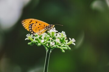 Butterfly interacting with flowers nature scene macro photography lush green environment close-up...