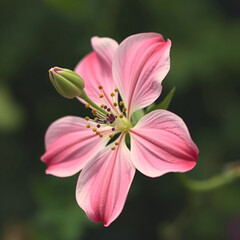 Obraz premium Beautiful vintage flower