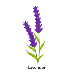 illustration of two lavender sprigs, featuring their iconic long purple flower spikes and slender green leaves, perfect for themes of relaxation and aromatherapy