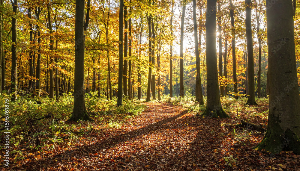 Aufkleber autumn forest path covered with fallen leaves and sunlight filtering through tall trees, creating pe