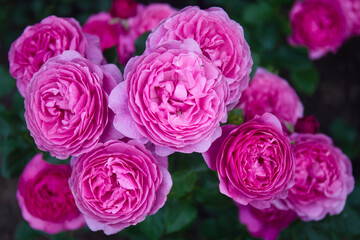 Cluster of Lush Pink Roses in Full Bloom