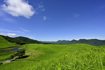 Fototapeta premium 曽爾高原 美しい夏のグリーンカーペット