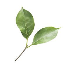 Obraz premium Close-up of two vibrant green leaves attached to a stem