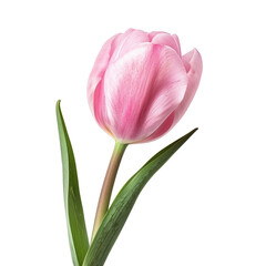 Naklejka premium Close-up of a single, light pink tulip