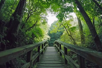 Boardwalk bridge in shaded tropical forest