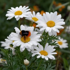 Obraz premium Close-up of white daisies with bright yellow centers in a garden, featuring a bumblebee gathering nectar on one flower, surrounded by lush green foliage and blooming flowers